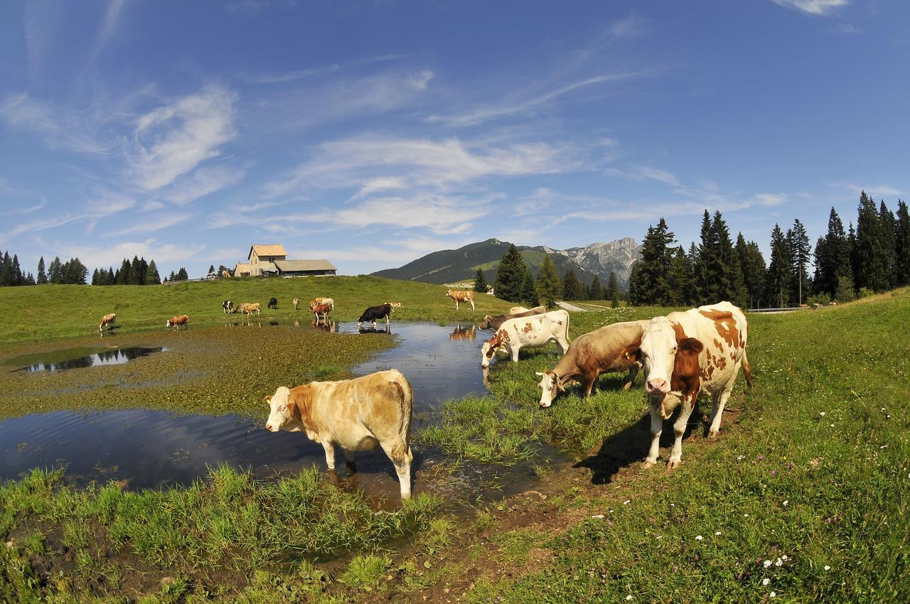 Alpine Smart Residence Folgaria Bagian luar foto
